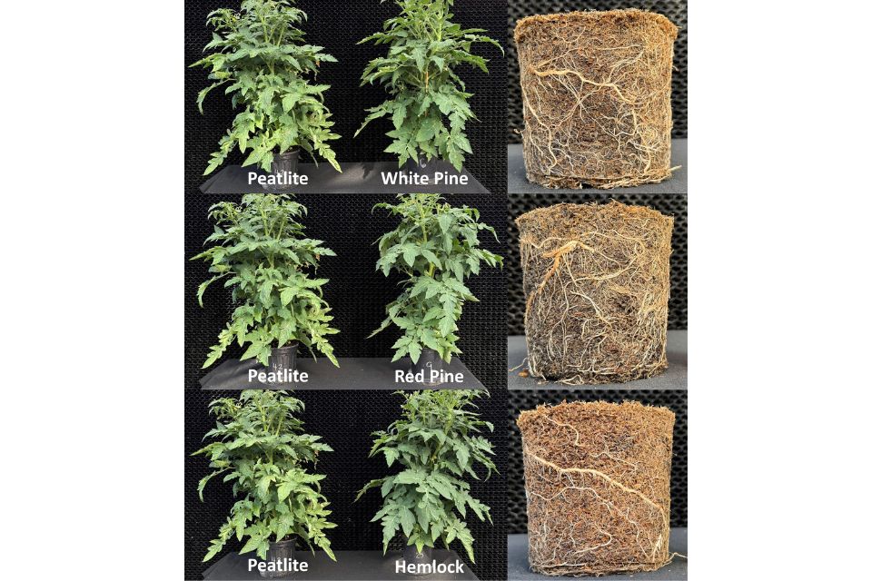 Figure 3. Tomatoes grown in peatlite or 100% hammer-milled wood derived from three Northeast conifer species.