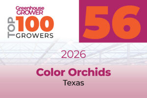 # 56: Color Orchids