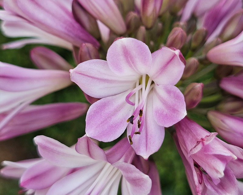 Agapanthus Poppin’® Pink