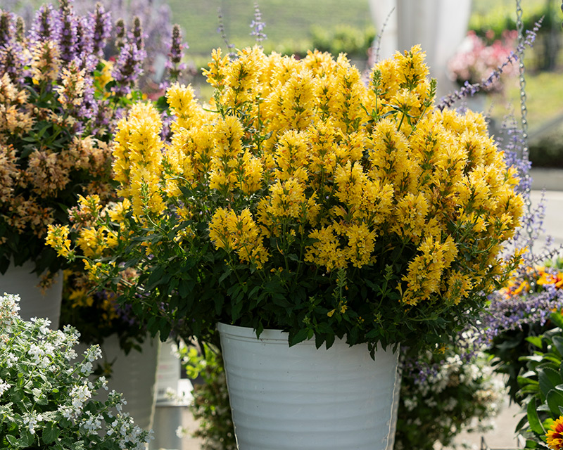 Agastache hybrid Honeysticks Gold