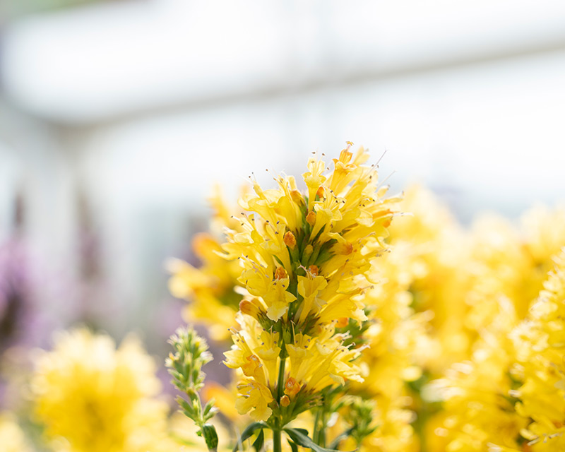 Agastache hybrid Honeysticks Gold