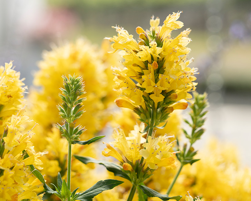 Agastache hybrid Honeysticks Gold