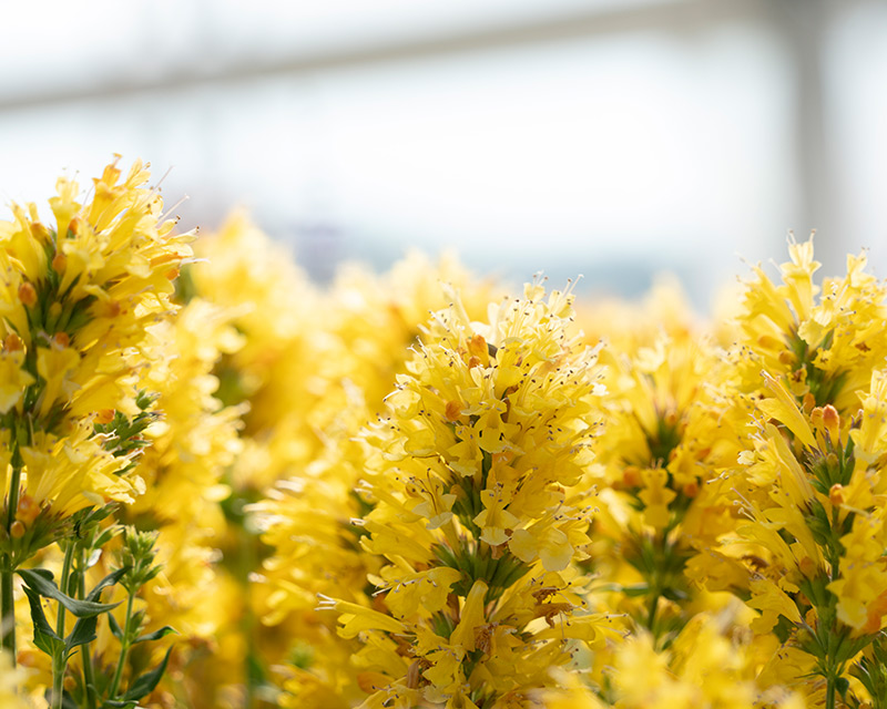 Agastache hybrid Honeysticks Gold