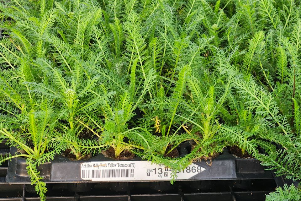 Although 75% of the company’s young plant perennial production is used internally, Wenke/Sunbelt Greenhouses sees an opportunity to expand sales to other growers.