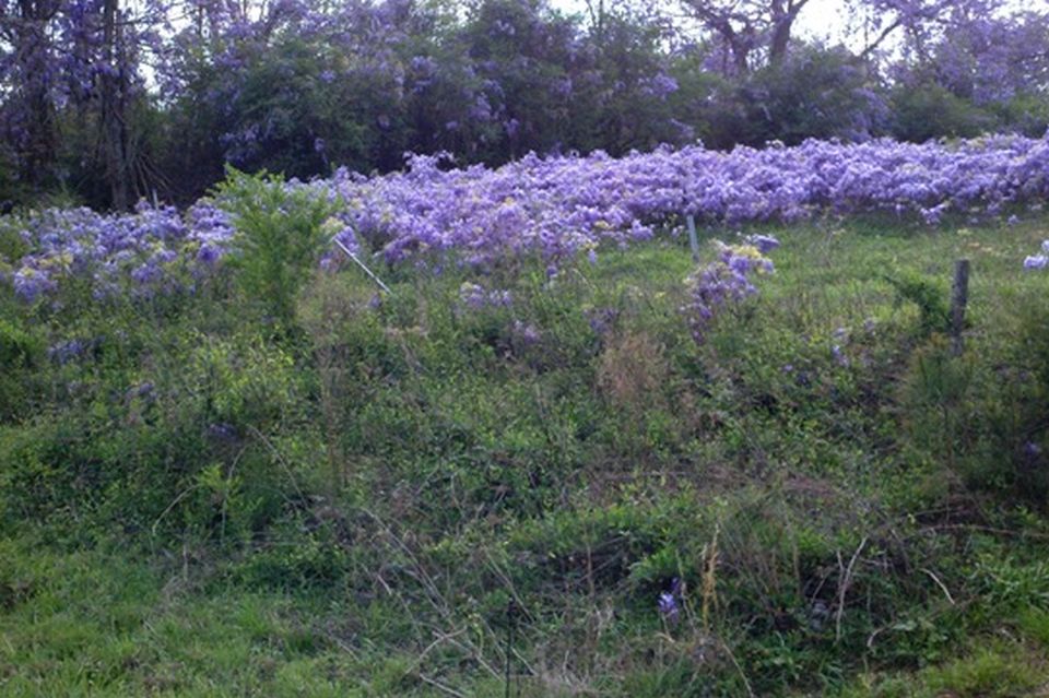 Asian wisteria invading a Southeast pasture and woodlot. These plants were originally sold as a garden plant.