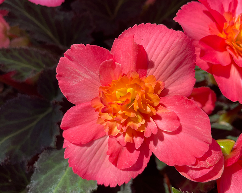 Begonia I’Conia® Valencia Pink