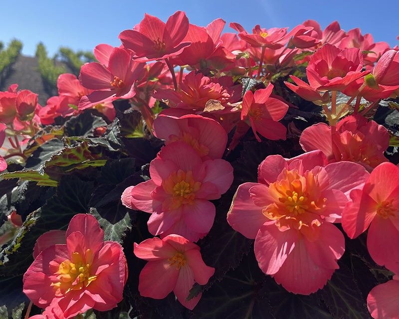 Begonia I’Conia® Valencia Pink