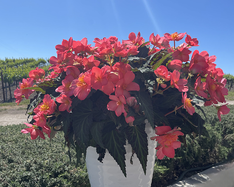 Begonia I’Conia® Valencia Pink