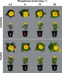Biostimulants in French Marigold