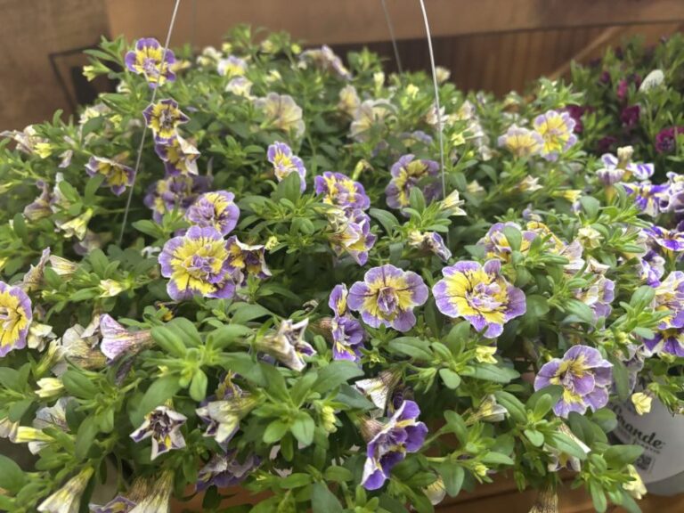 Calibrachoa Superbells Double Mardi Gras