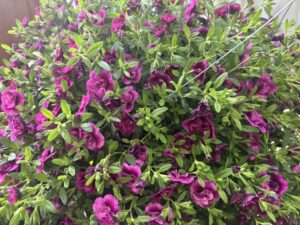 Calibrachoa Superbells Double Midnight Magenta