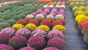 What Growers Really Want from Garden Mums Now