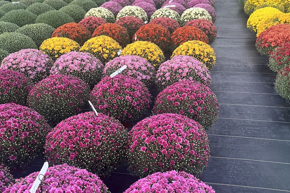 Chrysanthemum morifolium Axios Series.