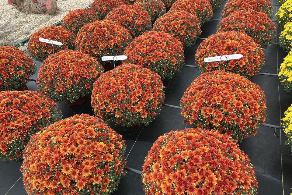 Chrysanthemum x morifolium Sweet Potato Pie Bronze.