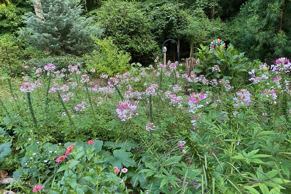 Cleome reseeds freely throughout the garden, but while it can spread aggressively, it is not considered invasive.