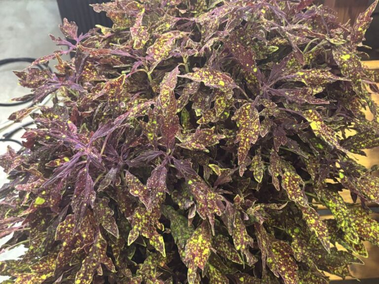 Coleus Colorblaze Pepper Flakes