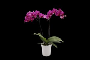 Belita - 3" orchid