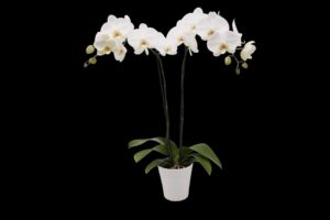 Bonita - 5" orchid 