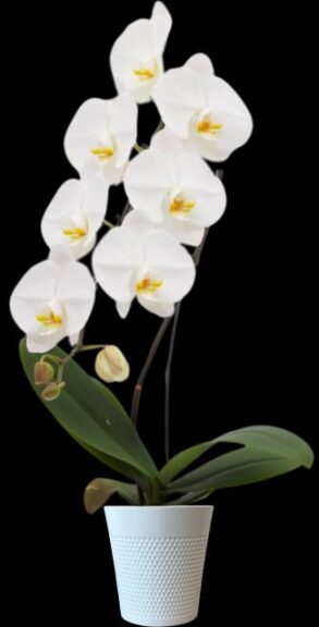 Grande - 5" orchid, specialty variety