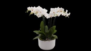 How Color Orchids’ Concept Program Yields Diversity for Its Customers