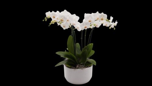 How Color Orchids’ Concept Program Yields Diversity for Its Customers