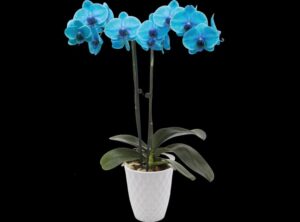 Wonders - Dyed Orchid 