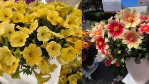 Dümmen Orange and Syngenta Flowers Come Together in Joint Venture
