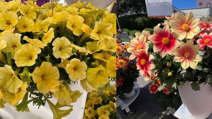 Dummen Orange, Syngenta Flowers