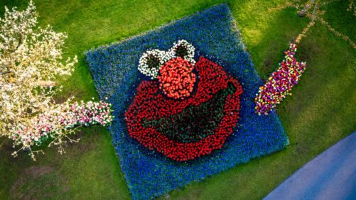 DeVroomen Displays Sesame Street Mosaic at Keukenhof Gardens