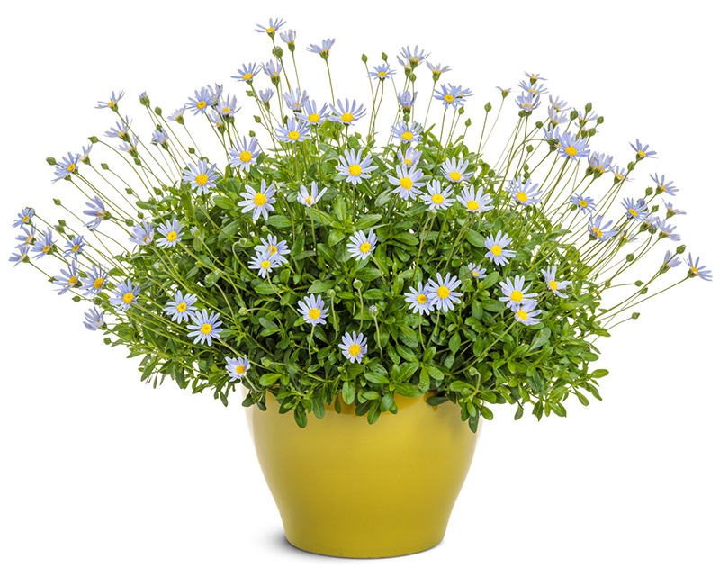 felicia sea spray flowers