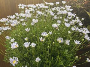 Felicia amelloides Sea Spray