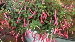 Varieties That Stole the Show at the Proven Winners New Plant Preview