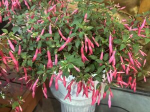 Fuschia Sun Pendants Hot Pink