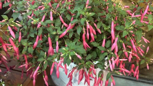 Varieties That Stole the Show at the Proven Winners New Plant Preview