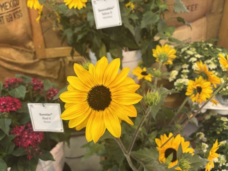 Helianthus Suncredible Yellow II