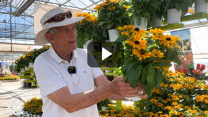 Videos from CAST 2026: Rudbeckia Claire Orange at American Takii
