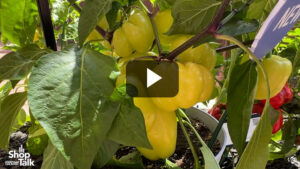 Videos from CAST 2026: Spotlight Pepper at PanAmerican Seed