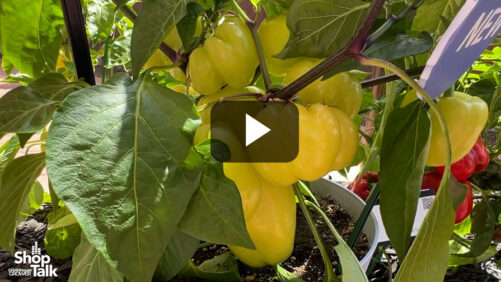 Videos from CAST 2026: Spotlight Pepper at PanAmerican Seed