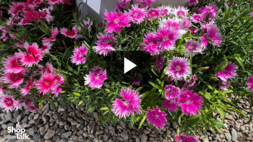 Videos from CAST 2026: Dianthus Supra Shines at Hem Genetics
