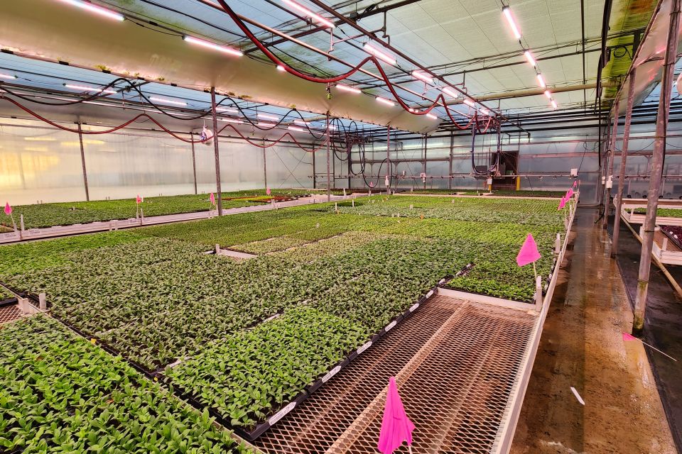Installing LED grow lights has dramatically increased the amount of light available to the plants in the greenhouse, which is especially important during the final stages of plug and liner production.