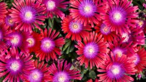 Fire-Resistant Varieties Worth a Closer Look