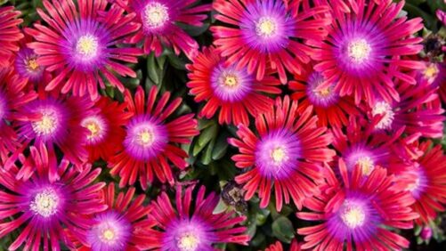 Fire-Resistant Varieties Worth a Closer Look