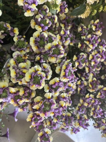 Nemesia Aromance Plum Honey