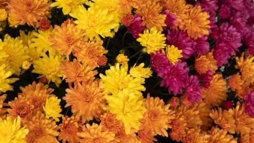 Video Spotlight: Pot Mum Culture for Successful Fall Finishing