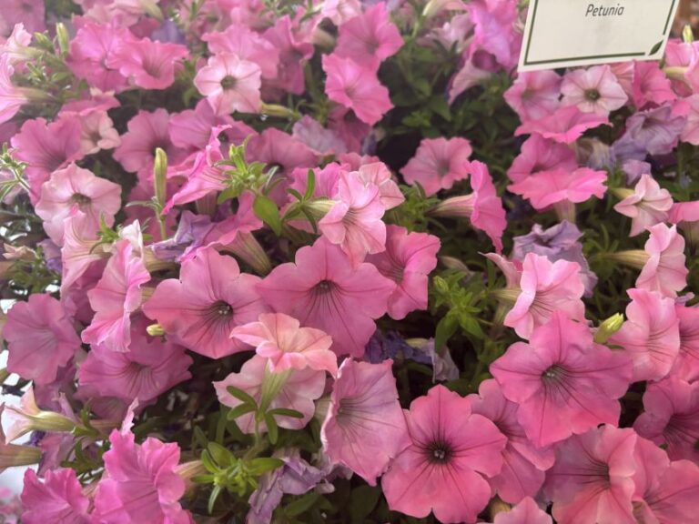 Petunia Supertunia Vista Bubblegum II