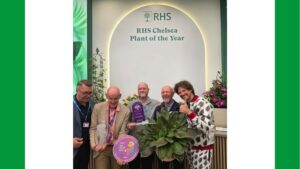 Plantipp Celebrates Wins at the 2026 Chelsea Flower Show