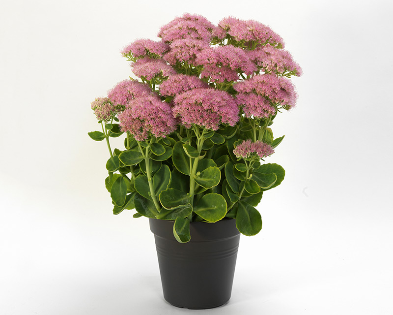 Sedum Spectacular