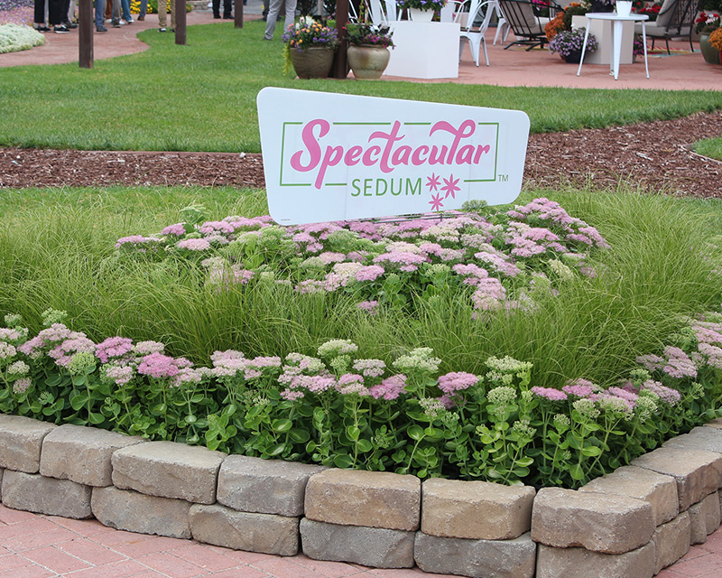 Sedum Spectacular