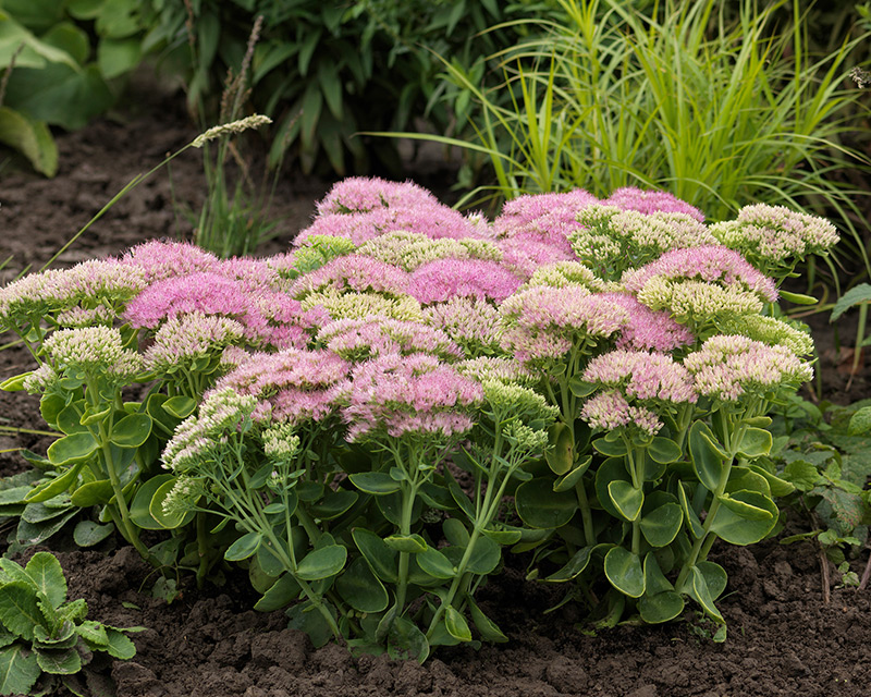 Sedum Spectacular