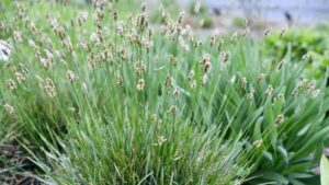 Intrinsic Perennial Gardens Debuts New Sesleria Variety
